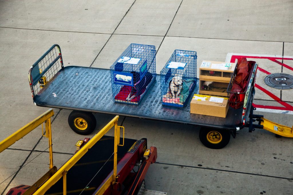 Trasportare un cane in aereo cargo